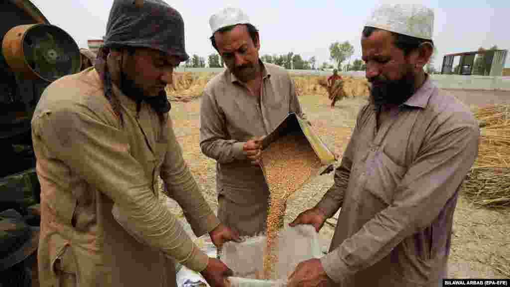 Fermerët pakistanezë klasifikojnë kokrrat e grurit që kanë mbledhur, pasi ato janë shkundur gjatë procesit të korrjes në një fshat në periferi të Peshavarit. Qendra Uilson, një institut kërkimor jopartiak, raportoi më 6 mars se 77 milionë pakistanezë janë të uritur dhe 45 milionë të tjerë janë të kequshqyer. 