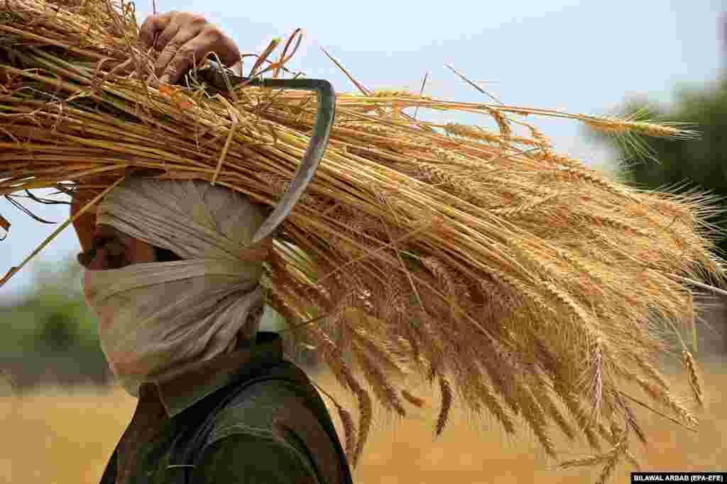 Një fermer pakistanez duke bartur tufa me grurë gjatë sezonit të korrjes në një fshat në periferi të Peshavarit, në Pakistan. 4 maj 2023. Rendimenti më i lartë i grurit në një dekadë në Pakistan është një lehtësim dhe është mirëpritur nga Qeveria e vendit, e cila po përballet me pasiguri ekonomike, politike dhe ushqimore. 