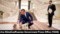 Russiýanyň öňki premýer-ministri Dmitriý Medwedow Türkmenistanyň öňki prezidenti Gurbanguly Berdimuhamedowdan alabaý güjügini sowgat hökmünde kabul edýär. 31-nji maý, 2019 ý. Aşgabat