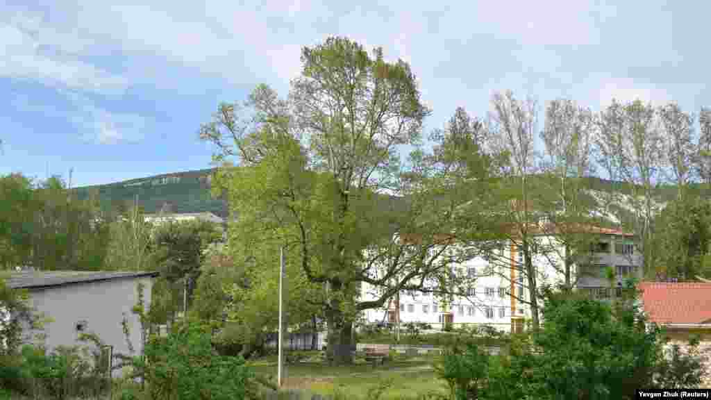 Платан Палласа, обхват дерева – 6,60 м, висота – близько 25 м, вік – понад 200 років. За переказами, в 1795 році академік Паллас посадив у центрі села платан, що зберігся до наших днів. Він є пам'яткою і зображений на гербі та прапорі Тернівки. Платан Палласа описаний в книзі КЕКЦ (Київський еколого-культурний центр) «500 видатних дерев України»