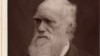 ​​„Napad na Darvina“ najmanje se, naravno, tiče Darvina odnosno teorije evolucije, kojoj ionako ne može ništa: Pančić