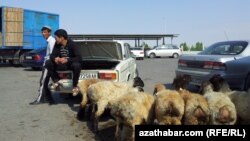 Mal bazar