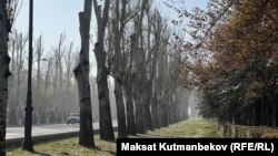  Чыңгыз Айтматов проспектиндеги бак-дарактар. 15-ноябрь, 2024-жыл. (Азыр бул дарактар жок)