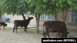 Йолотен, Туркменистан 