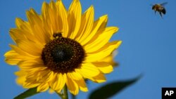 Încolțiți de fermierii ieșiți pe străzi cu tractoarele, politicienii europeni au dat îndărăt, sacrificând mai ales legile care încearcă să salveze natura continentului. Marți, 27 februarie, legislativul UE a făcut totuși un pas înainte. 