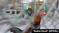 Soňky iki ýylyň dowamynda Daşoguzda hojalyk mallarynyň dürli wirusalara uçrap, haram ölýändigi barada ýygy-ýygydan maglumatlar gowuşyp başlady. Illýustrasiýa suraty.