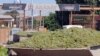 Armenia - Farmers deliver grapes to a brandy distillery in Ararat province, 9Sep2013.