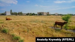 У команді Зеленського заявляли про необхідність відкритого ринку землі після підготовки відповідного законодавства
