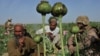 Göknar ekýän Abdul Manan (çepde) we onuň iki ogly Owganystanyň Helmand welaýatynyň Maranjan obasynda sorag edilýär, 2011-nji ýylyň 25-nji apreli.