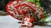 Фотоистория: Грузия до прихода Советов