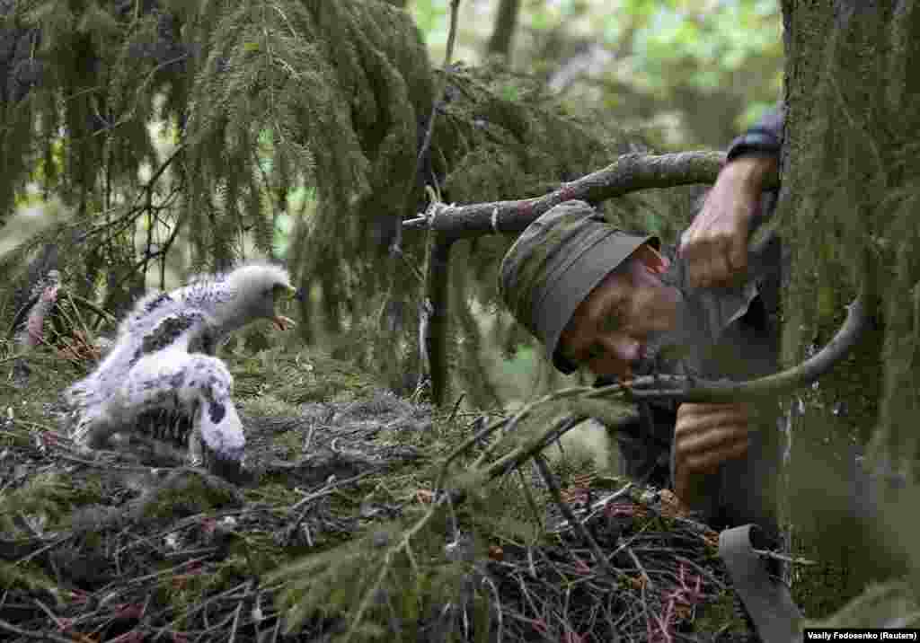 Иваноски го проверува гнездото на еден орел. Тој вели дека им се восхитува на орлите затоа што тие се „моќни, горди и слободни - Како да не ги сакате?“