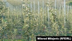 U ovogodišnjem budžetu u cjelosti su izbačeni poticaji za voćarstvo i vinogradarstvo