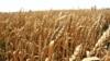 Armenia - A wheat field in Shirak province, 01Aug2012.