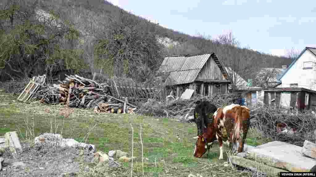 Біля дерев'яного сараю пасуться корови