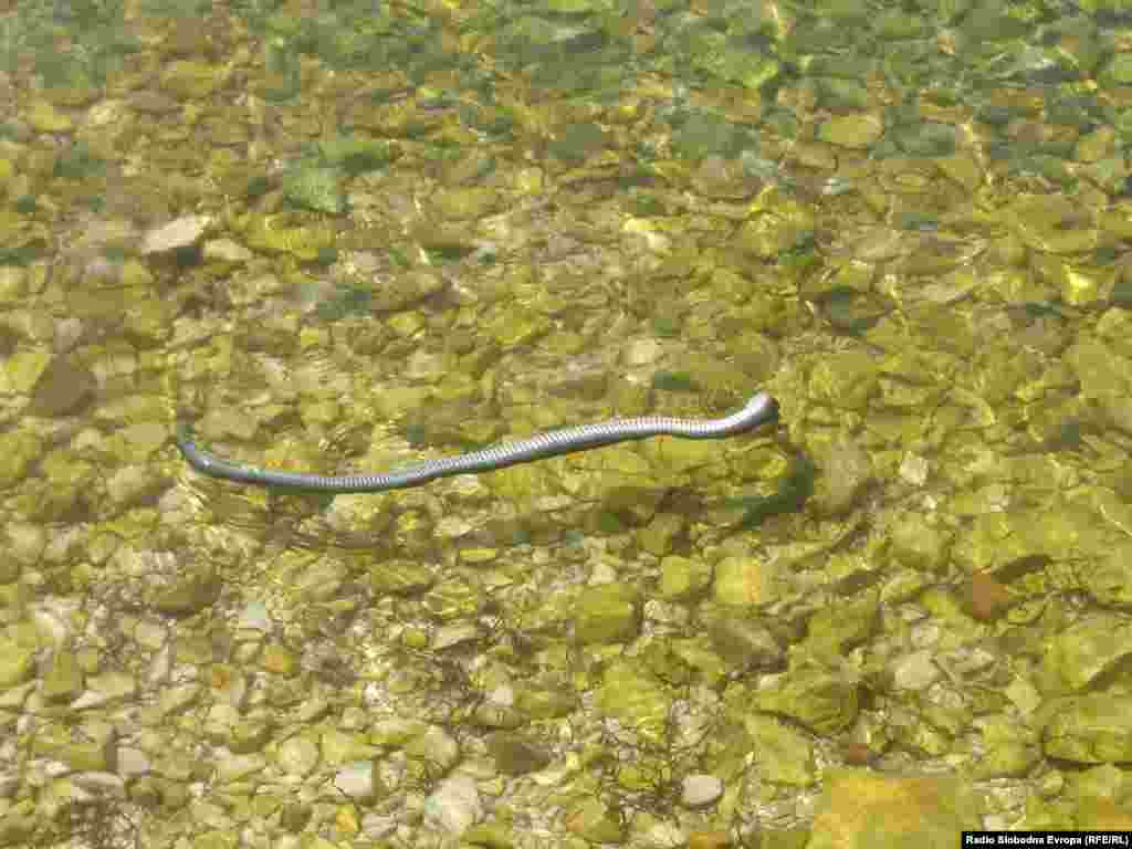 Водна змија