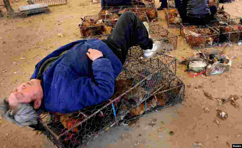 Мужчина в Нанкине спит на клетках с птицами. Рядом — утки на продажу. Источником многих новых инфекционных заболеваний являются животные. Считается, что рынки, на которых забивают животных, были эпицентрами нескольких недавних вспышек.