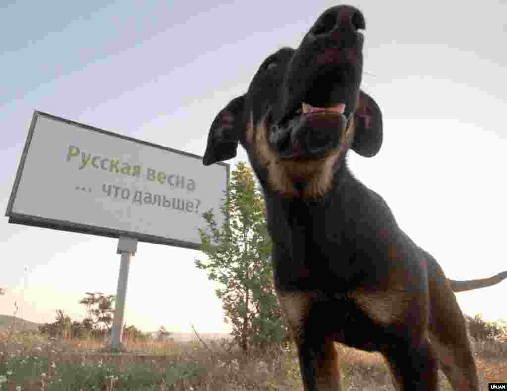 В Севастополе появились билборды «Русская весна ... что дальше?», 7 июля 2014 