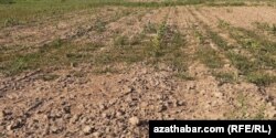 Farap etrabynyň harasatdan soň zaýa bolan gowaça meýdanlary