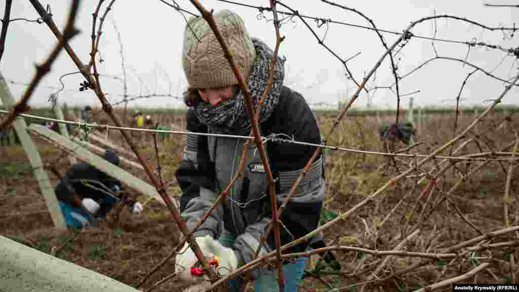 Майбутній агроном, другокурсниця Катерина – учасниця змагань. Хоча за традиціями Трифона Зарізана жінок на виноградник у дні свята не допускали