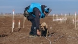 Dmytro Borovyi and Atlas search through the minefield next to Vavilove, Ukraine on a mechanically prepared area.