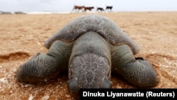Egy teknőstetem Srí Lanka partján.