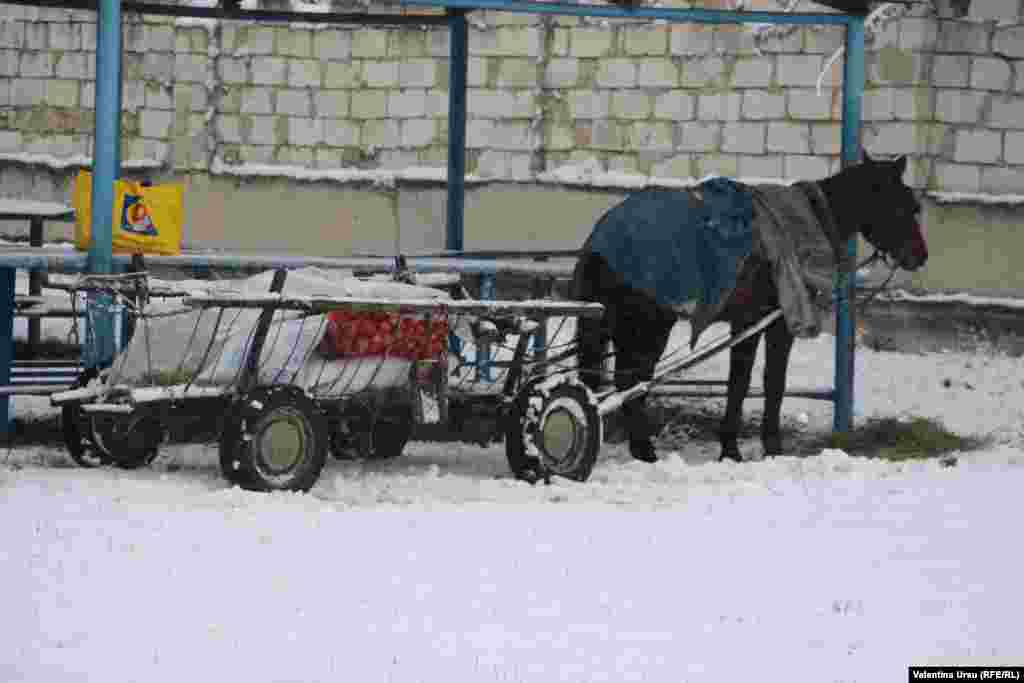 Moldova - people and places in Ciuciuleni, Hâncești