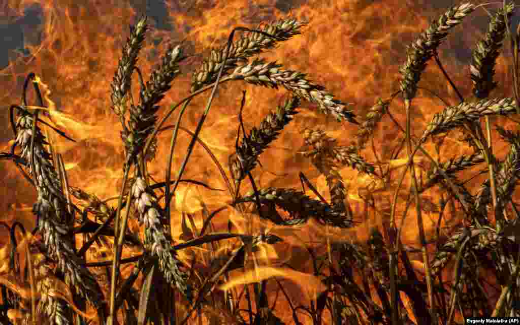 Sectorul agricol al Ucrainei, parte esențială a economiei țării, a fost, de asemenea, afectat. Incendiile au distrus culturile, au ucis animale, au ars mii de hectare de păduri și i-au împiedicat pe fermieri să culeagă recolta de pe câmp, spune Serhi Zibțev, profesor de silvicultură la Universitatea Națională de Științe ale Vieții și Mediului din Ucraina. „Incendiile sunt extrem de extinse”, a spus el, adăugând că fermierii „au pierdut tot ceea ce recoltau pentru iarnă”. 