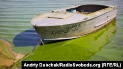 Утворення на поверхні води зеленої плівки (так зване «цвітіння» води) спричинене ціанобактеріями, також відомими як «синьо-зелені водорості». Вони можуть бути небезпечні для здоров’я людини