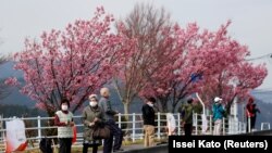 Fukusima prefektúra, Japán. Arcmaszkos emberek várják az olimpiai láng érkezését a virágzó cseresznyefák alatt 2021. március 25-én.