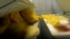 Qindra placenta kutërbojnë në Gjinekologji